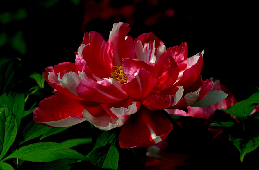 牡丹花开放的语句（描写牡丹花的优美段落）