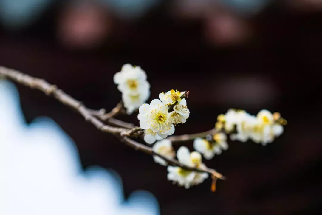 关于梅花的诗词歌赋(赞美梅花的千古诗句)