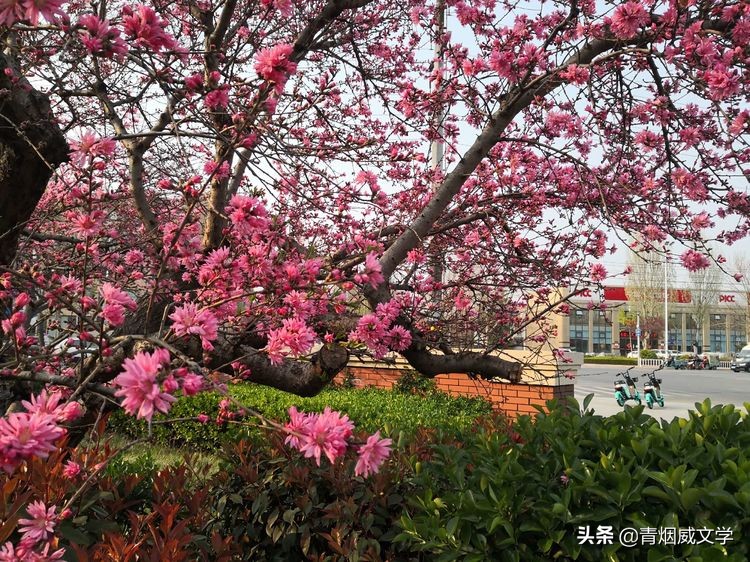 描写春天的现代诗简短（歌颂春天的诗歌）