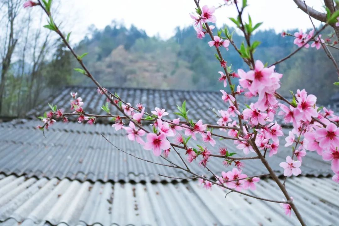 赞美桃花的诗句千古名句（桃花盛开的优美诗句）