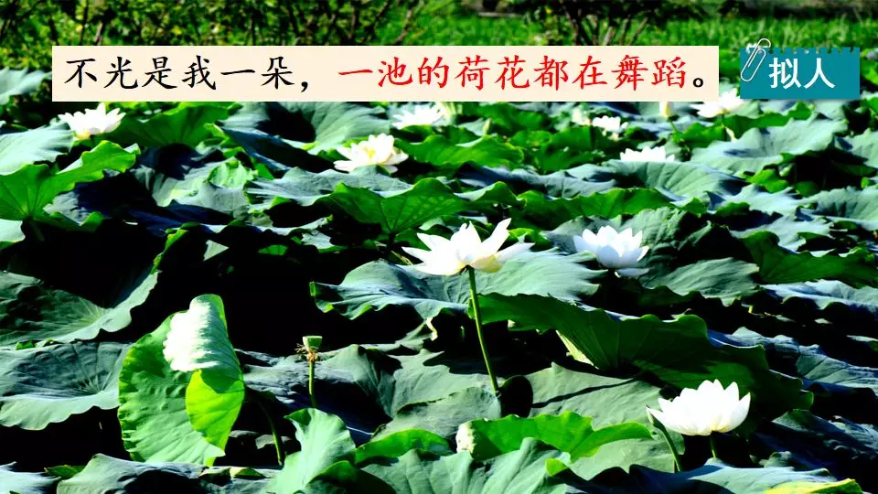 荷花课文三年级教案（《荷花》原文及教案）