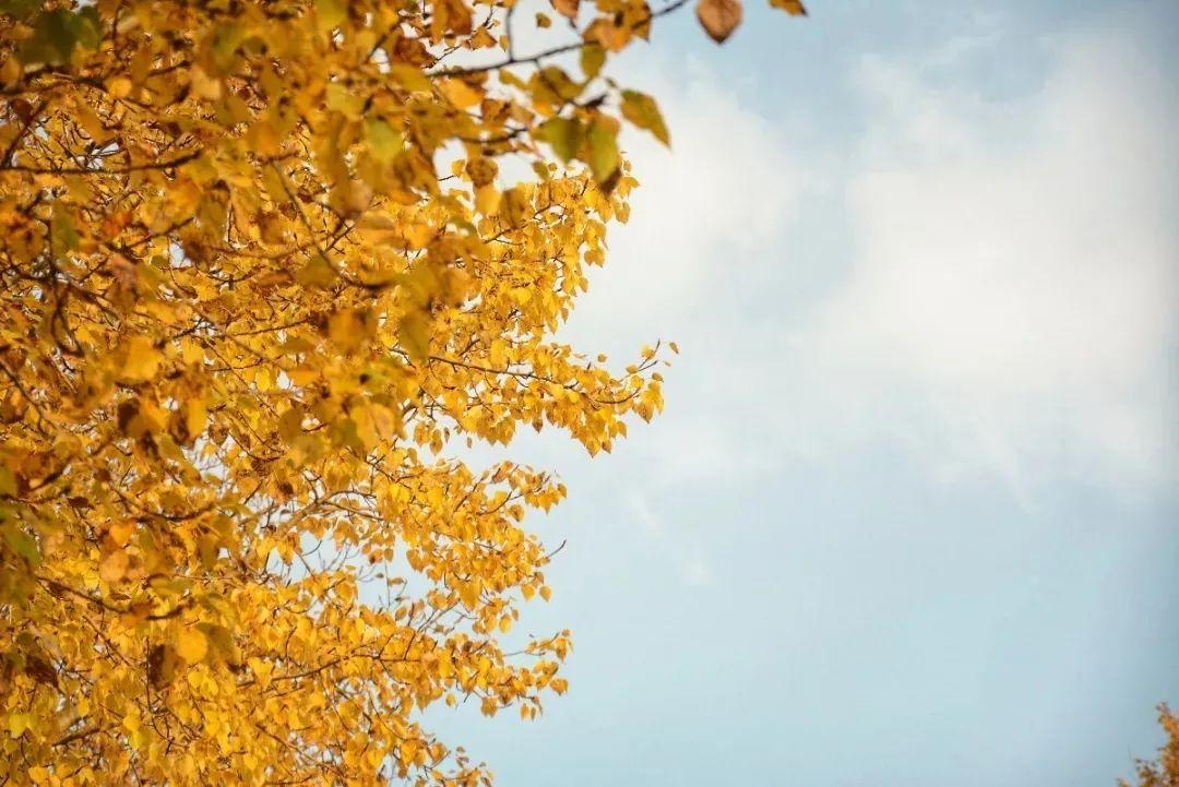 秋开头的四字成语（秋字开头寓意好的成语）
