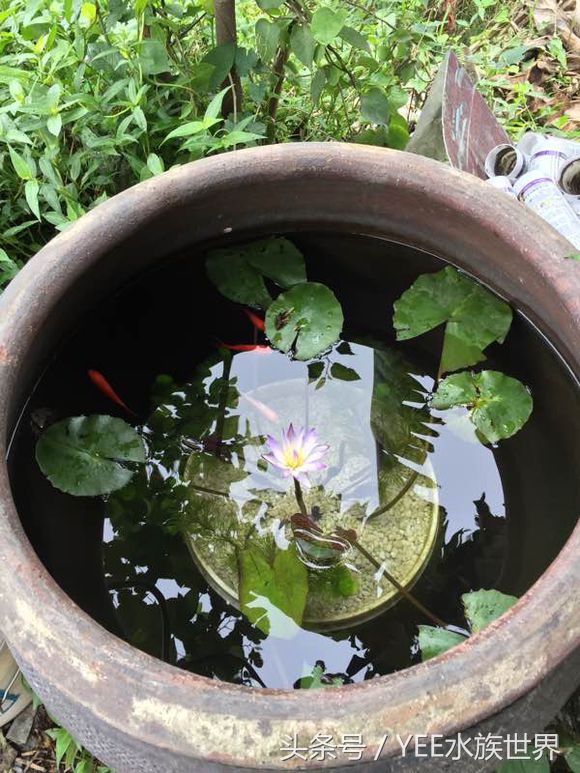养鱼记翻译及注释（养鱼记文言文作者感想）