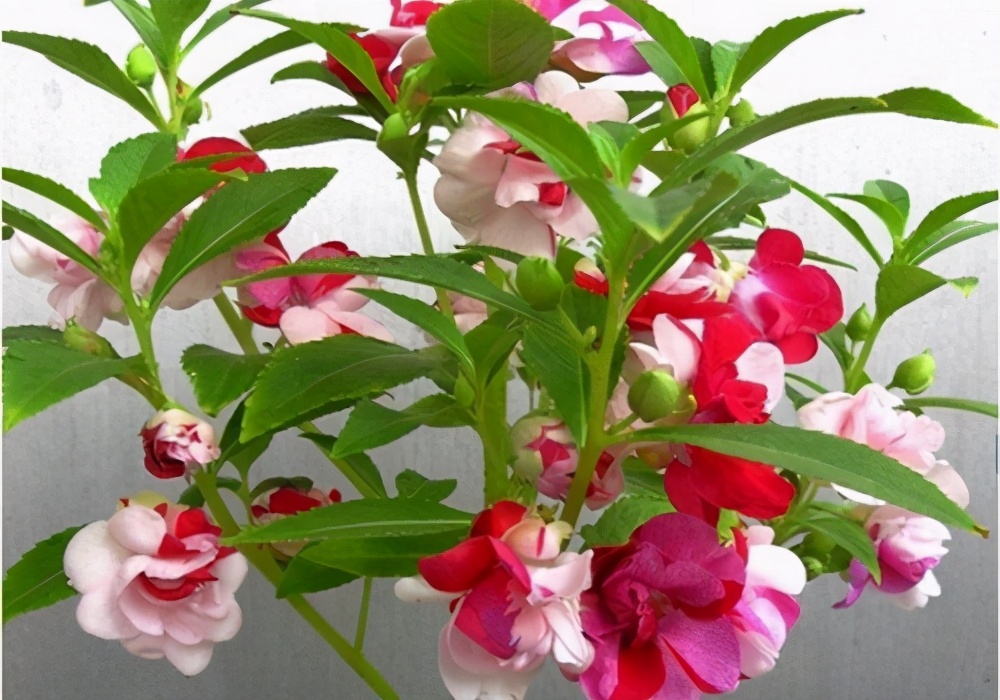 关于植物的诗歌（描写植物的诗歌四年级）