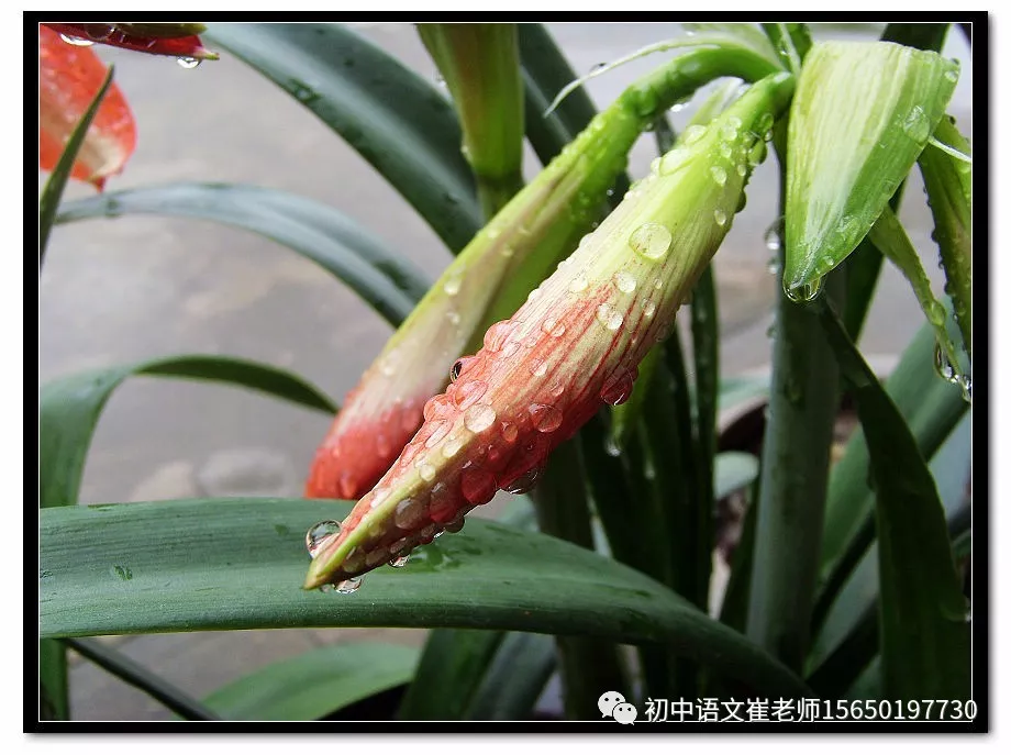 桃花源记的词类活用有哪些（桃花源记重点知识归纳）