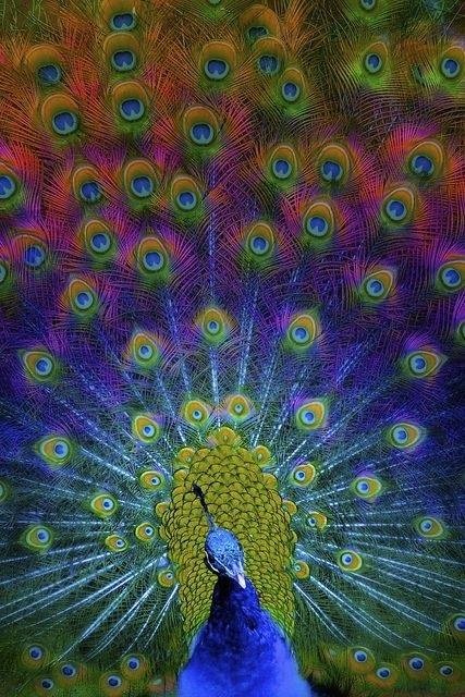 描写孔雀的经典诗句有哪些（赞美孔雀的9首唯美诗词）