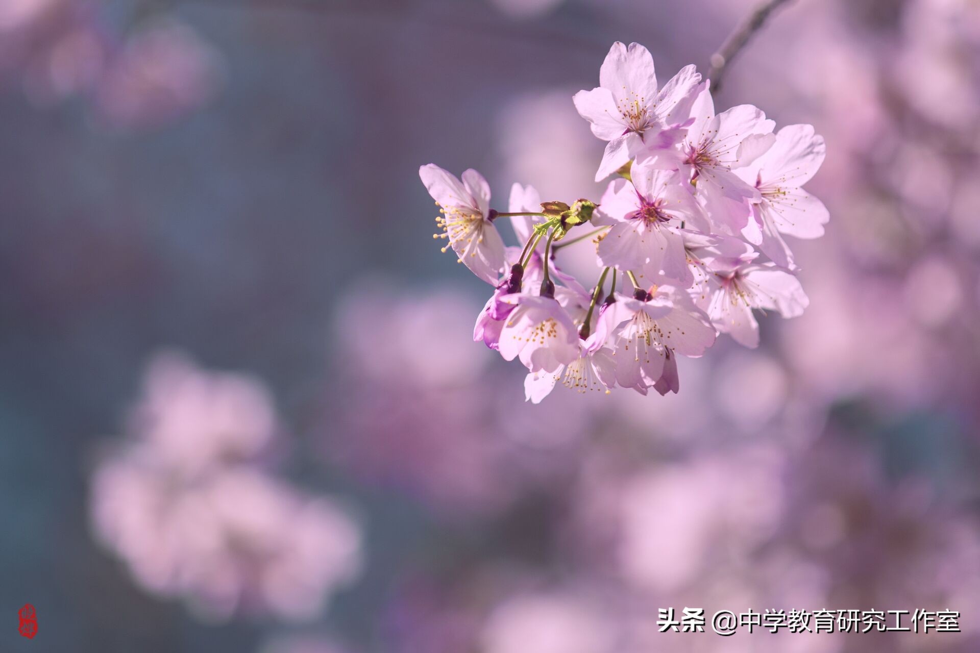 樱花诗句经典（关于樱花的浪漫诗词）
