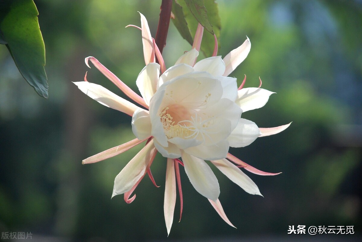 赞美昙花诗句有哪些（描写昙花的25首古诗）