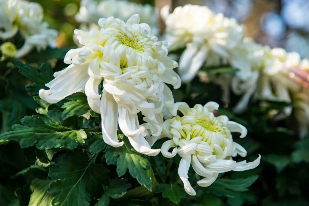 有关菊花的诗句古诗词（赞美菊花的经典诗句）