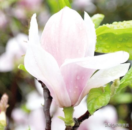 玉兰花诗句经典句子（玉兰花诗句大全）