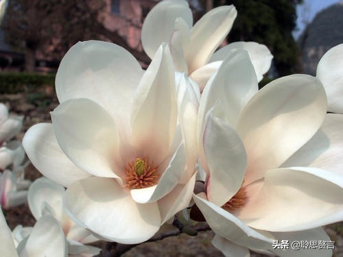 玉兰花诗句经典句子（玉兰花诗句大全）