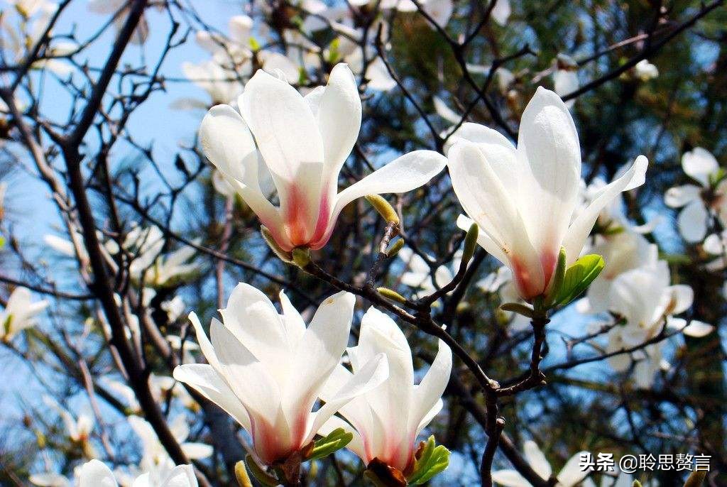 玉兰花诗句经典句子（玉兰花诗句大全）