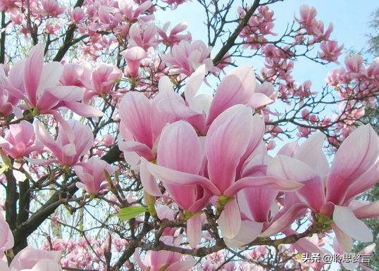玉兰花诗句经典句子（玉兰花诗句大全）