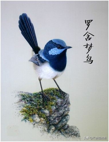梦开头的四字成语（梦字开头寓意好的成语）