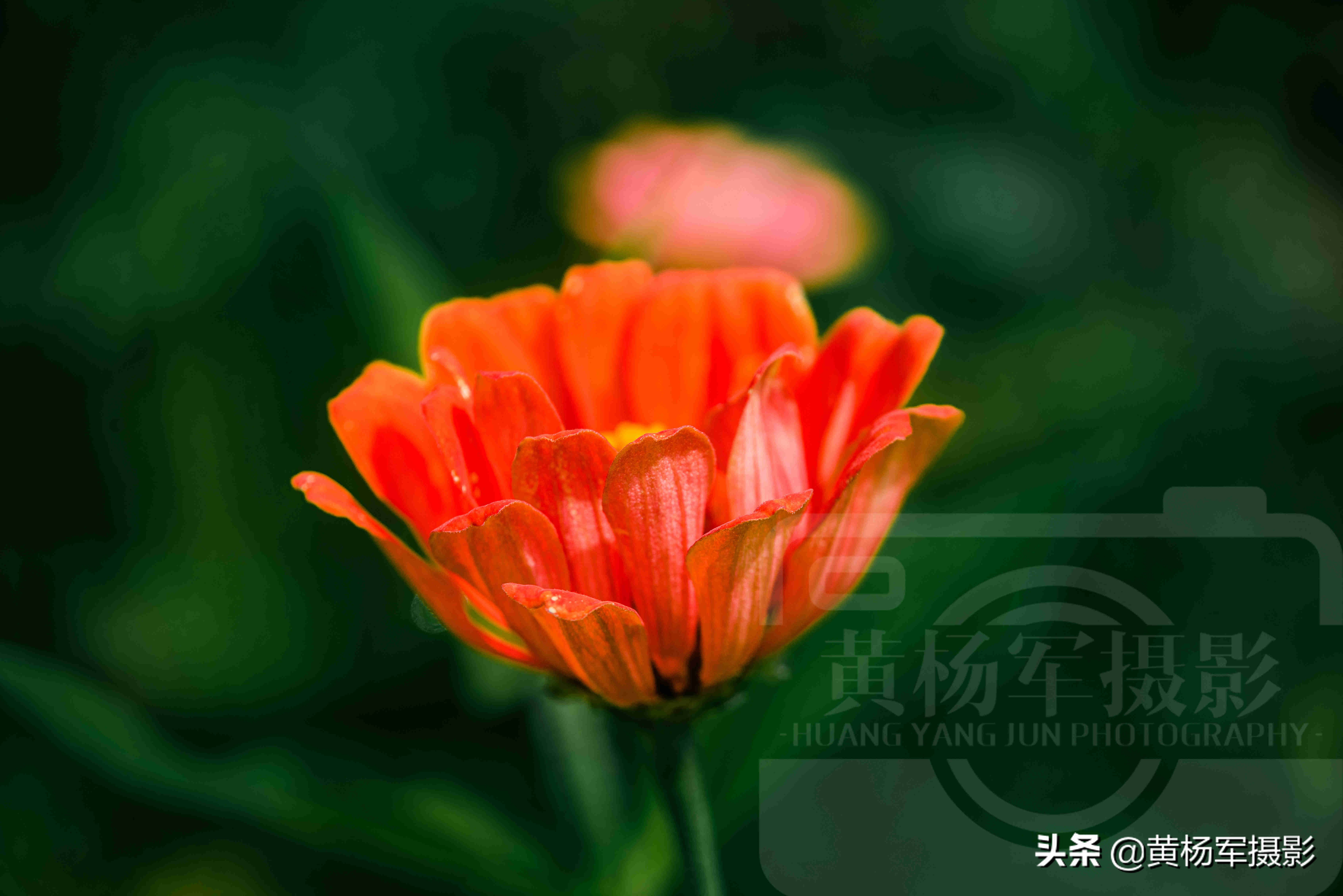 盛开的菊花像什么（盛开的菊花的描写）