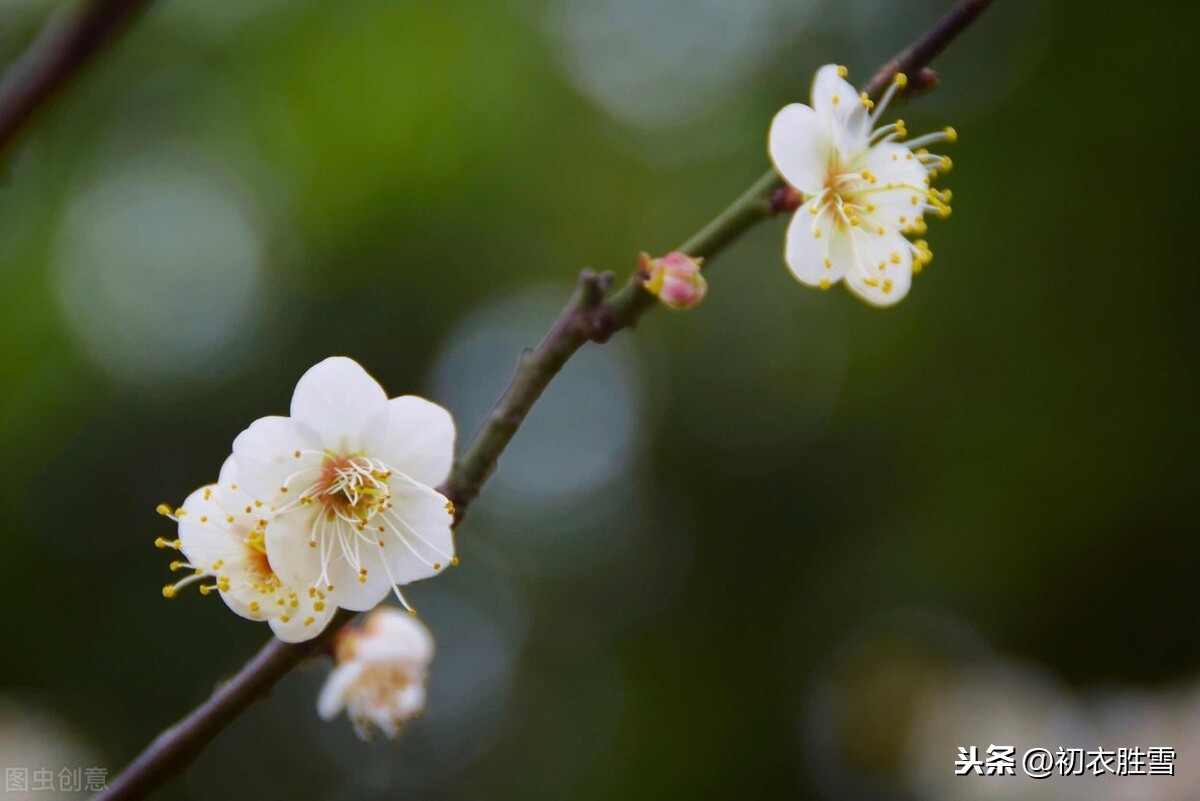 描写梅花的句子（描写梅花姿态的优美句子）