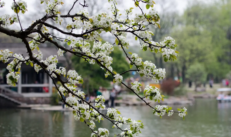 形容花朵绽放的美句（关于绽放的优美句子）