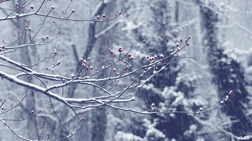 有关雪的诗句唯美（描写雪的唯美诗句）
