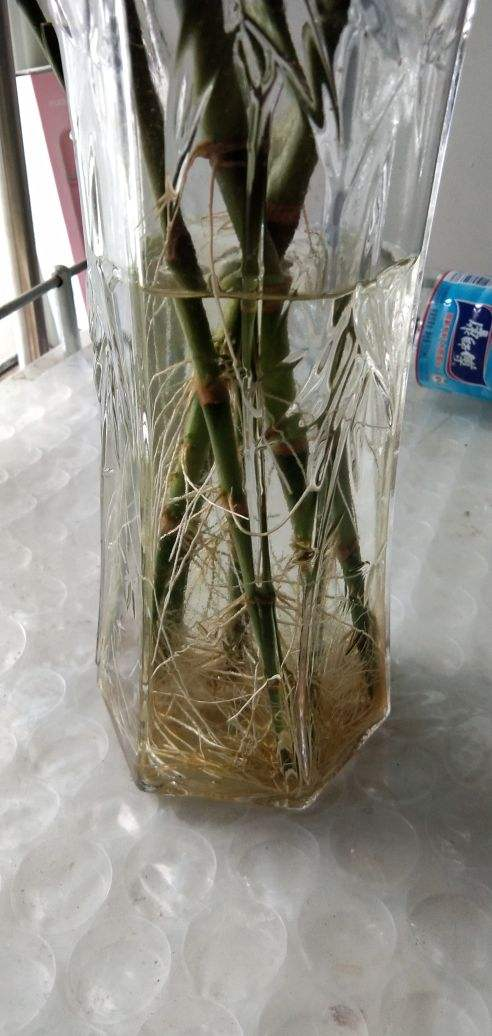 盆栽富贵竹子怎么养（盆养富贵竹的养护知识）