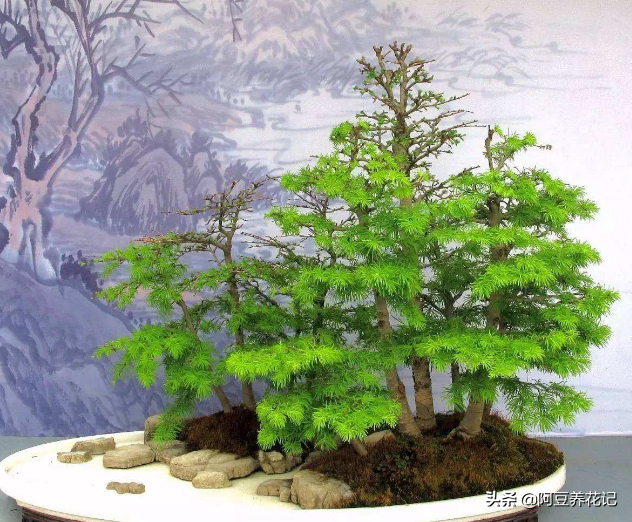 金钱松怎么养才好（种植金钱松的注意事项）